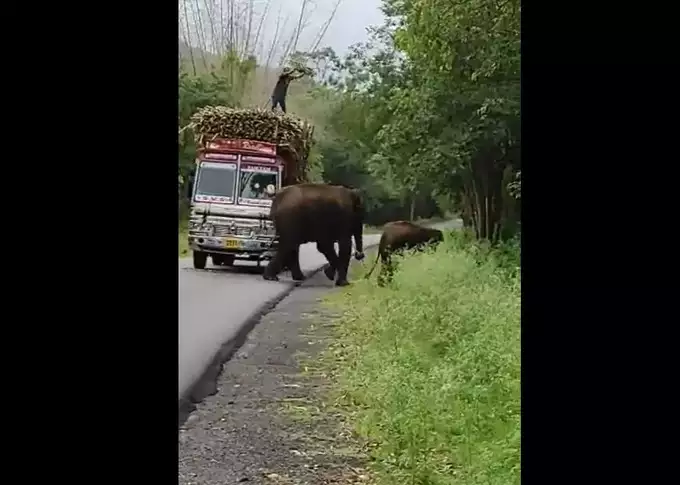 Elephant collects tax from trucker