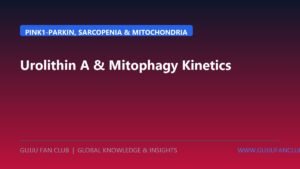 Urolithin A & Mitophagy Kinetics: PINK1-Parkin Activation, Sarcopenia Reversal, and Mitochondrial Renewal in 2026